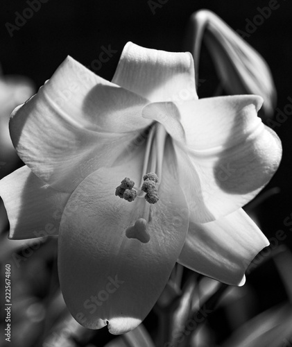 White St Joseph lily.