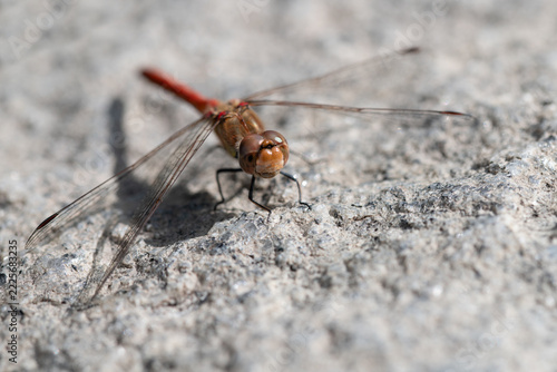 Close-up of a blood-red dragonfly (Sympetrum sanguineum) perched on a granite rock. The hunter is photographed from the front.
