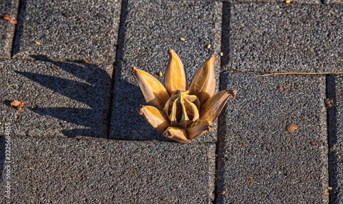 Yellow Seed Pod Fallen onto a Grey Brick Walkway.