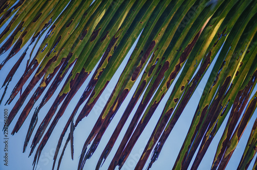 Abstract Blue Green, and Brown  Palm Leaf Closeup.