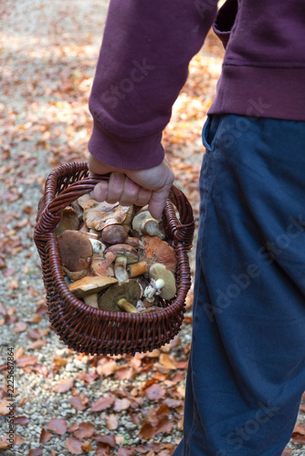 Man Holding a Basket of Freshly Picked Young Mushrooms in the Forest.