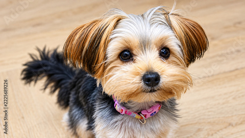 Close-up portrait of a curious Yorkshire terrier puppy wearing a colorful pink collar