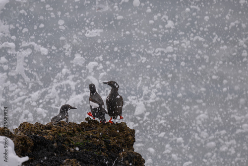 Pigeon Guillemots (Cepphus columba) in the Surf at the Sculptured Beach, Point Reyes National Seashore, CA