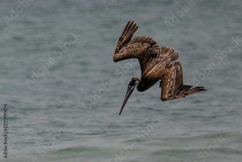Brown Pelican (Pelecanus occidentalis) in the Surf at the Sculptured Beach, Point Reyes National Seashore, CA