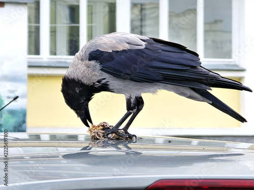 Close-up of a black crow on the roof of a car. The bird is pecking at its prey.