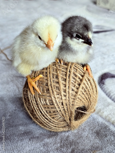 Day-old chicks. A yellow chick and a gray chick are sitting on a ball of yarn.