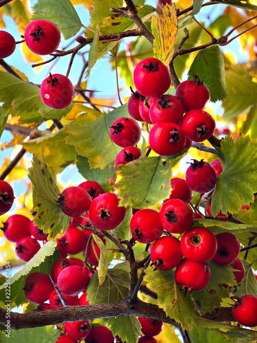 Close-up of red hawthorn berries. Selective focus. Photograph.