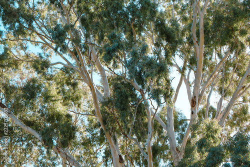 large eucalyptus tree with tree branches of canopy against morning sunlight