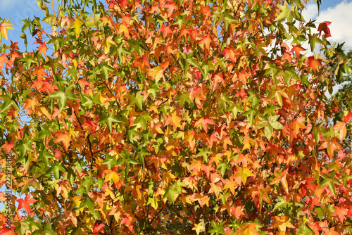 Hersbstbaum 