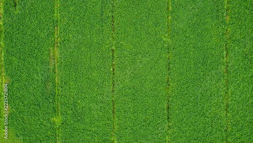 Aerial Top Down View of Lush Green Agricultural Field with Parallel Farming Lines and Natural Texture