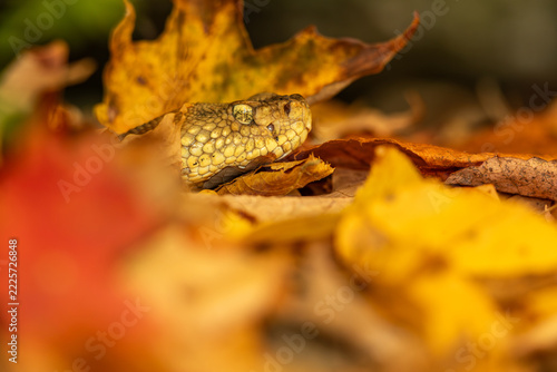 Yellow morph timber rattlesnake with fall foliage basking just outside its New York hibernaculum 
