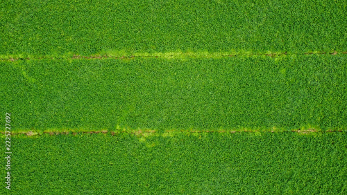 Aerial Top Down View of Lush Green Agricultural Field with Horizontal Farming Lines and Natural Texture