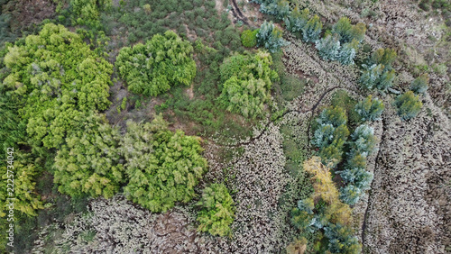 Aerial Top Down View of Diverse Trees and Wild Vegetation in a Natural Green Landscape