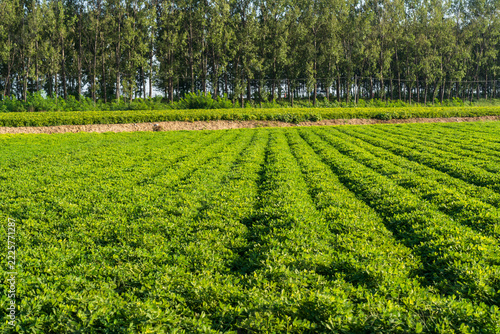  Peanut Field, Peanut plantation fields.