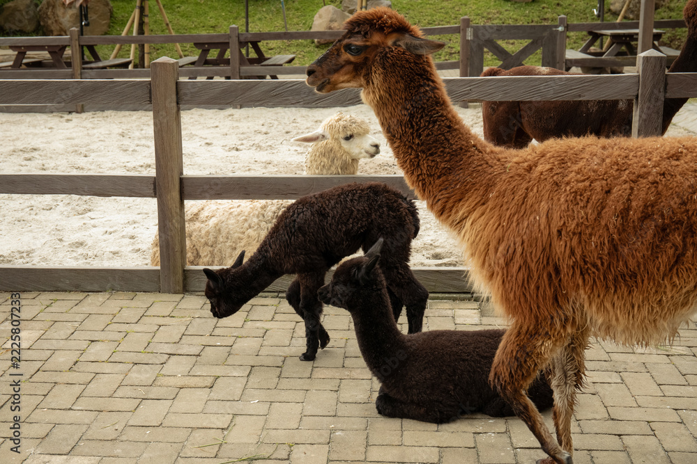 Naklejka premium Brown llama and two black alpacas resting in a ranchyard