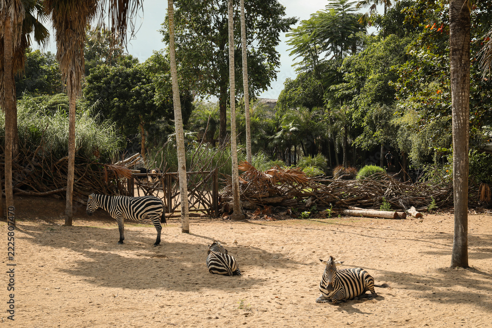 Naklejka premium Zebras lying down and standing in a sandy area with trees