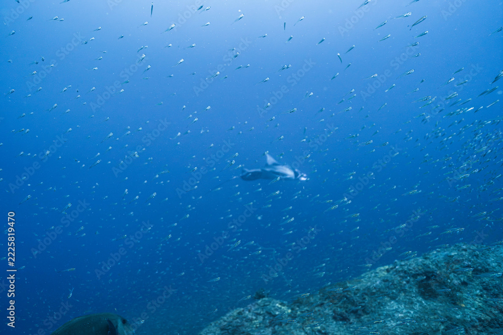 Fototapeta premium Wild Manta Ray in a Deep Blue Tropical Ocean