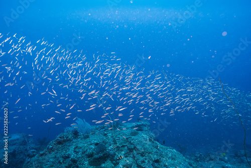 Shoal of Fish Swimming Above a Rocky Seabed