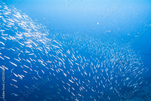 Small Silver Fish Scattered Across the Blue Ocean
