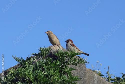 Female and male House sparrow, Passer domesticus, perched on a high rock against clear blue sky. 
