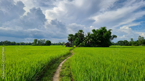 Background of a vast rice farming landscape