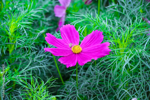 Pink purple yellow cosmos flowers blooming with bee flying