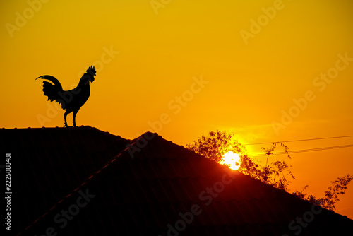 Morning sunrise view with Rooster silhouette standing on roof