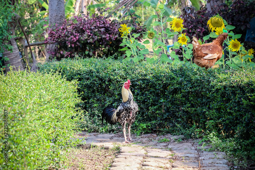 Rooster standing in flower garden