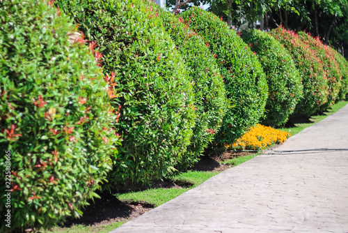 Syzygium australe bush row outdoor garden