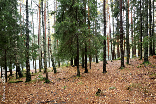 Autumn in the forest