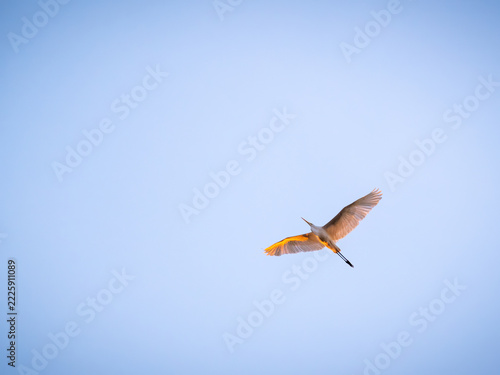 A Great Egret flying gracefully in the clear blue sky