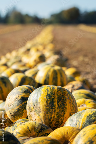 pumpkins on a field, Geras, Austria