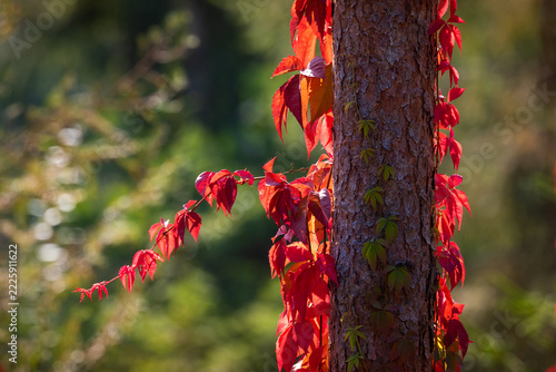 red leaves of wild wine on a tree trunk in autumn
