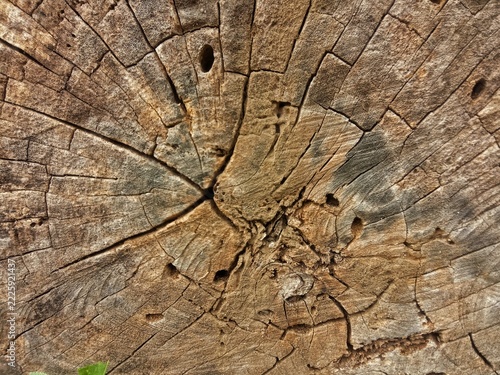 Fotografie Macro close-up top view of a weathered tree stump cross-section showing intricat