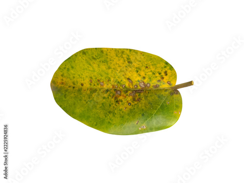 Seasonal autumn leaf isolated on white for design 