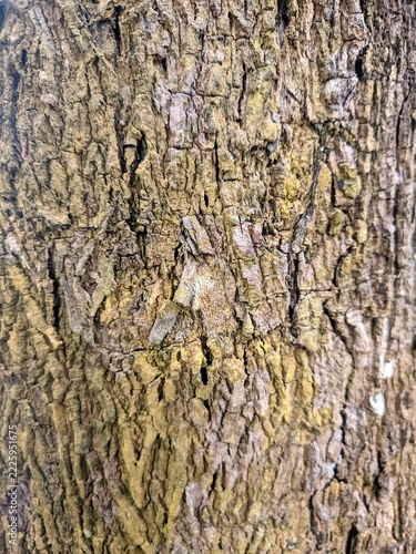 Obraz na plátně Closeup view of weathered tree bark with deep cracks and lichen growth on natura