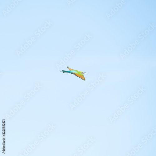 The rainbow bee-eater or Merops ornatus, is a bird species in the bee-eater family Meropidae. This bird was photographed at Tinchi Tamba Wetlands in Brisbane, QLD.