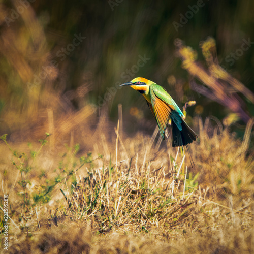 The rainbow bee-eater or Merops ornatus, is a bird species in the bee-eater family Meropidae. This bird was photographed at Tinchi Tamba Wetlands in Brisbane, QLD.