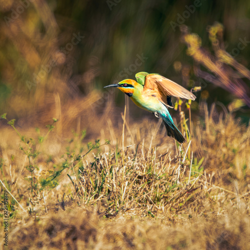 The rainbow bee-eater or Merops ornatus, is a bird species in the bee-eater family Meropidae. This bird was photographed at Tinchi Tamba Wetlands in Brisbane, QLD.