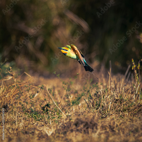 The rainbow bee-eater or Merops ornatus, is a bird species in the bee-eater family Meropidae. This bird was photographed at Tinchi Tamba Wetlands in Brisbane, QLD.