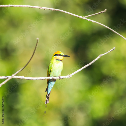 The rainbow bee-eater or Merops ornatus, is a bird species in the bee-eater family Meropidae. This bird was photographed at Tinchi Tamba Wetlands in Brisbane, QLD.