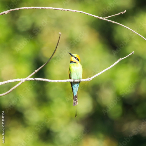 The rainbow bee-eater or Merops ornatus, is a bird species in the bee-eater family Meropidae. This bird was photographed at Tinchi Tamba Wetlands in Brisbane, QLD.