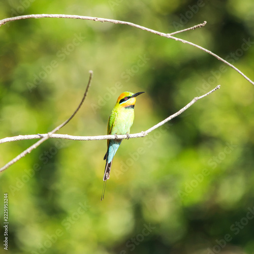 The rainbow bee-eater or Merops ornatus, is a bird species in the bee-eater family Meropidae. This bird was photographed at Tinchi Tamba Wetlands in Brisbane, QLD.
