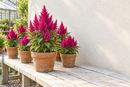 Magenta Celosia Nursery Display in Terracotta Pots on a Pale Bench