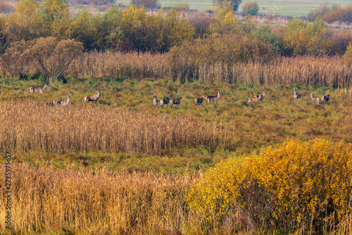 Wild Deer Grazing Among Golden Reeds in an Autumn Meadow, Haghita, Romania.