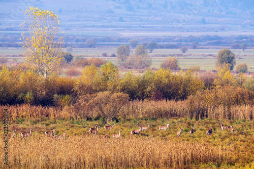 Wild Deer Grazing Among Golden Reeds in an Autumn Meadow, Haghita, Romania.
