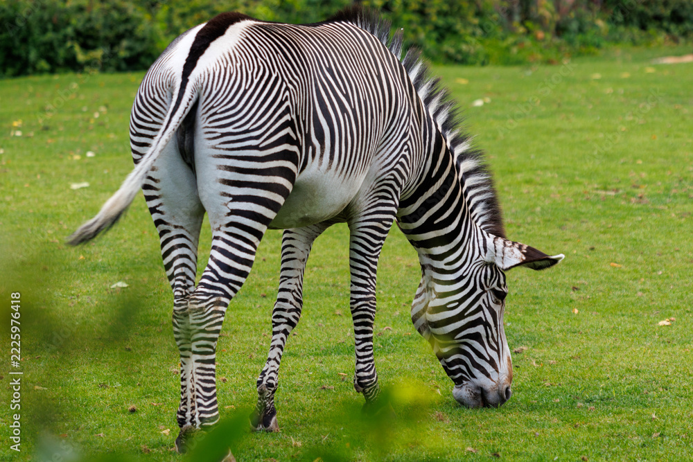 Naklejka premium Zebra grazes peacefully in a green field