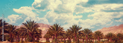 Tropical natural landscape. Palm trees against the backdrop of mountains and a beautiful blue cloudy sky