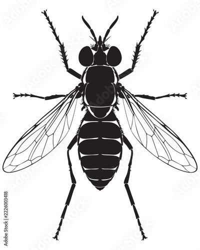fly isolated on white background