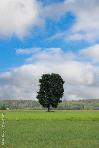 Solitary maple tree in field under sky and fair weather clouds on a summer day. 